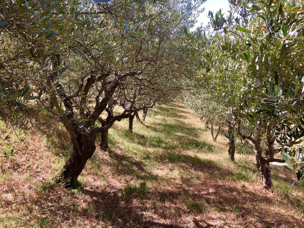 Assisi Villa Randr San Vitale Kültér fotó